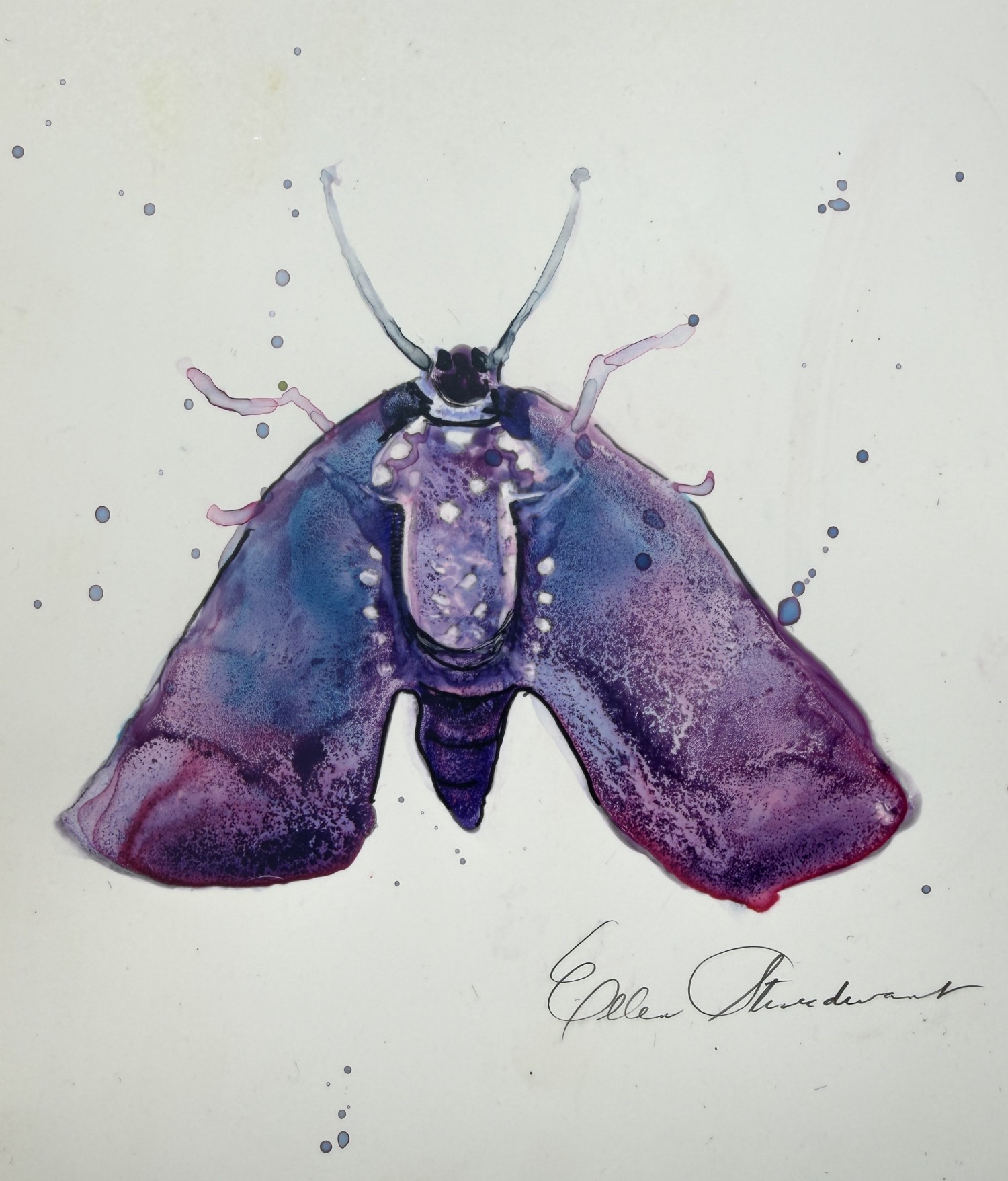 All Bugs and Insects Gallery